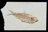 Detailed Fossil Fish (Knightia) - Wyoming #88571-1